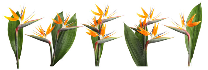 Bird of Paradise tropical flowers on white background, set