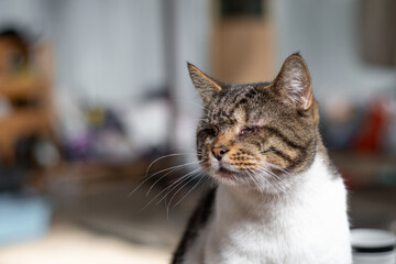 Sweet Blind Tabby Cat from Animal Shelter