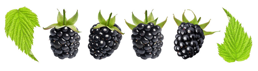 Fresh blackberries and green leaves on white background, set