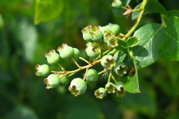 green blueberry berries (Vaccinium corymbosum) ripen on the bush