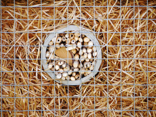 circular stack of reed stalks withon wood wool for an insect hotel
