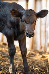 Young black calf standing on straw bedding within a barn, embodying the essence of livestock farming and showcasing traditional agricultural practices in a rural setting