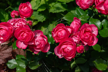 Bush of fresh pink roses in full bloom, green foliage background