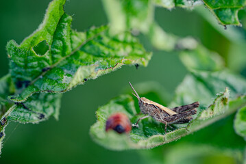 Small grasshopper is perching on a vibrant green leaf, sharing the space with a ladybug, showcasing a peaceful moment in the natural world