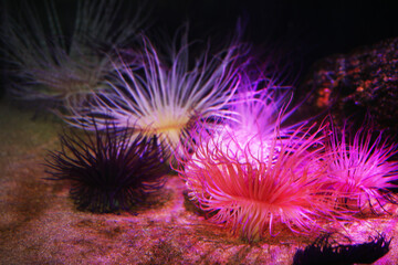 Cylinder or color tube anemone (Cerianthus membranaceus)