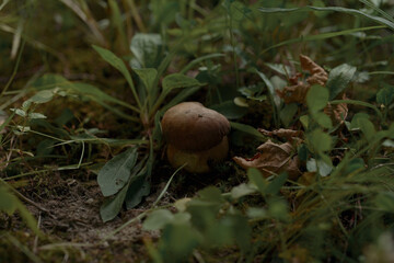 mushroom in the forest