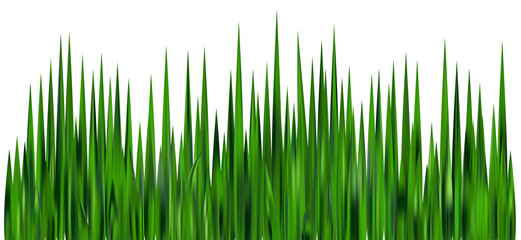 Green grass field. Meadow plants. Border with realistic garden plants. Long leaves fresh foliage. Farm land vegetation
