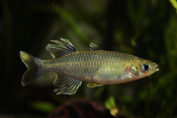 Indonesian Lake Rainbowfish (Telmatherina bonti )