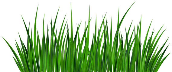 Green grass field. Meadow plants. Border with realistic garden plants. Long leaves fresh foliage. Farm land vegetation