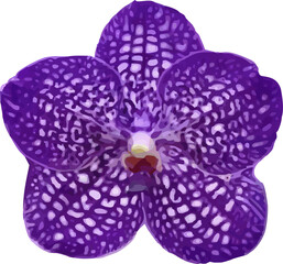 vector image of a purple orchid flower on a white background