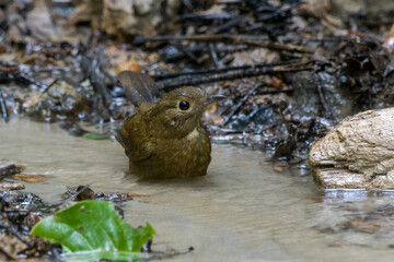 white-tailed robin or Myiomela leucura seen in Karimganj, Assam, India