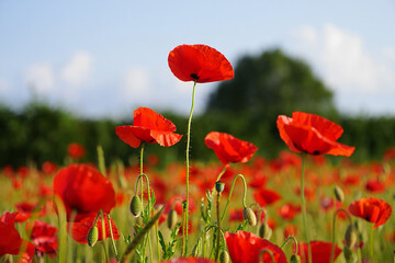 Obraz premium Vibrant red poppies bloom in a sunlit field under a clear blue sky