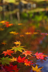 Vibrant autumn maple leaves gently floating on serene dark water surface