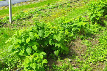 smooth raspberry bushes grow on an agricultural farm