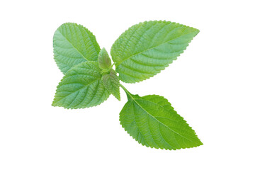 A sprig of vibrant green leaves is presented against a stark white background.