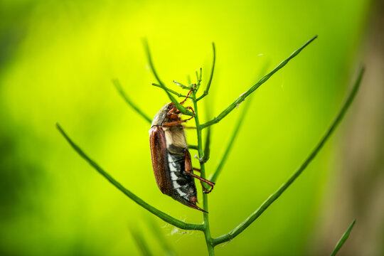 maybug - Melolontha melolontha (Linnaeus, 1758) - lateral view