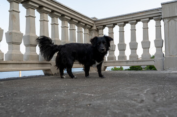 A  dog stands on a balcony in front of the railing