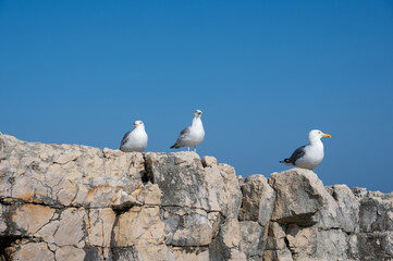 Some seagulls sitting on a rock