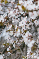 tree with white cherry or cherry blossoms. flowers are in full bloom, and branches of tree are covered with them. picture is in a serene mood. beauty in nature, spring fruit trees.