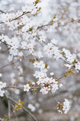 tree with white cherry or cherry blossoms. flowers are in full bloom, and branches of tree are covered with them. picture is in a serene mood. beauty in nature, spring fruit trees.