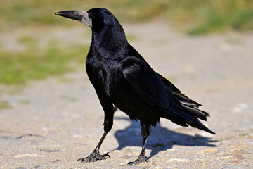 Fototapeta premium Saatkrähe // Rook (Corvus frugilegus)