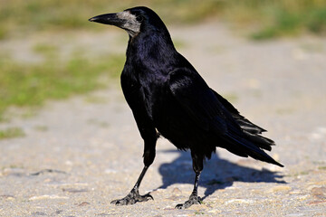 Rook // Saatkrähe (Corvus frugilegus)