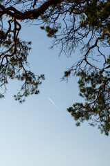 Tree branches frame a clear blue sky with a faint contrail visible, creating a serene atmosphere that invites contemplation and appreciation of nature's beauty