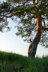 Majestic tree with a textured trunk stands on a grassy hill, bathed in warm sunlight, showcasing the beauty of nature and the tranquility of the outdoor environment