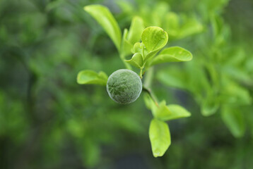 Trifoliage orange, poncirus, Citrus trifoliata