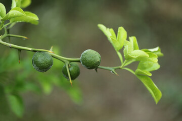 Trifoliage orange, poncirus, Citrus trifoliata