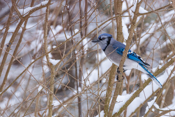 Blue Jay bird perched in bare tree branches in winter snow storm