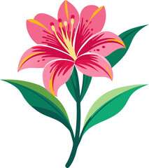 pink lily isolated on white