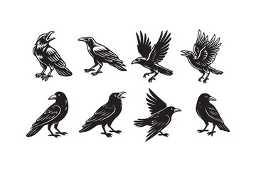 Collection of crow vector illustrations