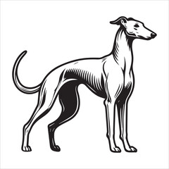 Obraz premium Whippet Dog Line Drawing Vector Illustration