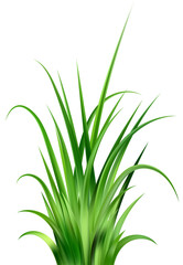 Green grass on field. Lawn plants border. Summer meadow and garden realistic illustration. Fresh long leaves. Bunch of foliage design.
