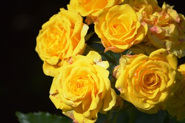 yellow roses on green background