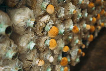 Mushrooms are growing on the farm. They are one of the most well-known agricultural products.