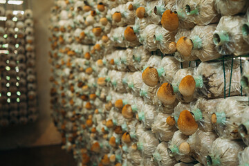 Mushrooms are growing on the farm. They are one of the most well-known agricultural products.