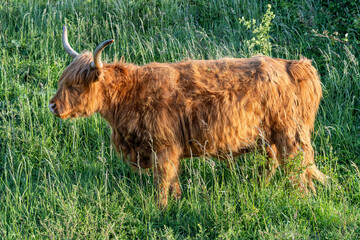 free-ranging Highland Cattle in a nature reserve in Zeeland, Netherlands