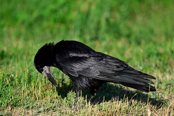Obraz premium Saatkrähe // Rook (Corvus frugilegus)