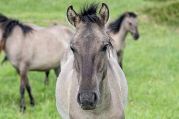 free-ranging Konik horses in a nature reserve in Zeeland, Netherlands