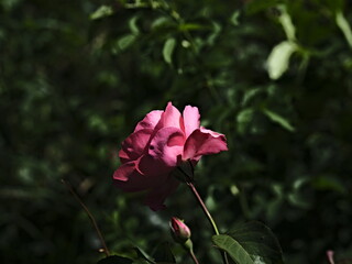 Brindabella valentine rose and green background