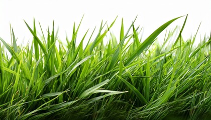 Fototapeta premium fresh green grass isolated against a transparent background
