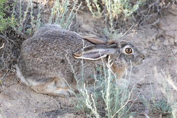 Tolai hare (Lepus tolai) hiding among sagebrush bushes in a desert area, Kazakhstan