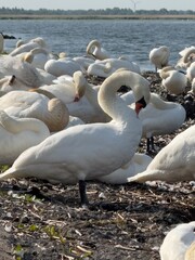 Many swans on the lake
