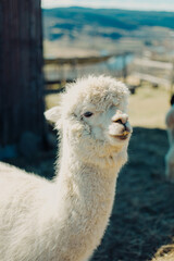 Portrait of whit Alpaca