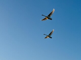 Swans, birds in flight