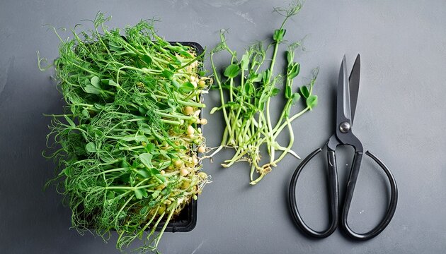 fresh microgreens pea shoots with scissors on gray background ready for harvesting