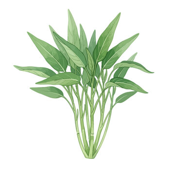 Water Spinach (Kangkong) Isolated on Transparent PNG Background- Watercolour Art