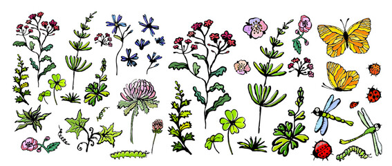 Set of flowers and insects. hand drawn. Not AI, Vector illustration.